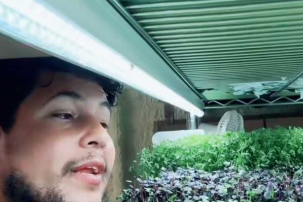 Growing super food bagelfinagle